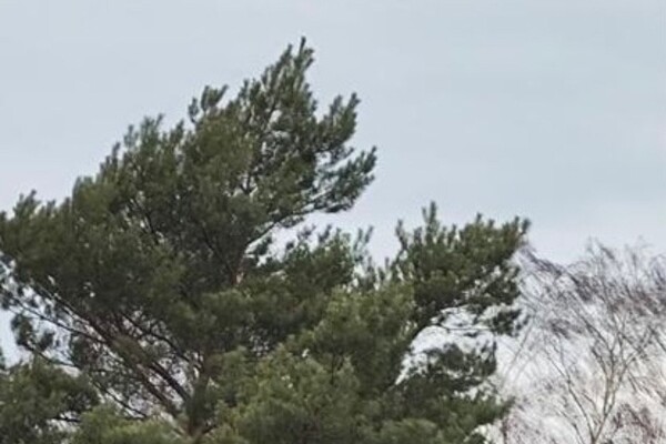 ShuHaRI Neujahrslauf